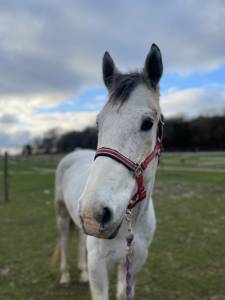 Hongre pie gris jeune cheval 