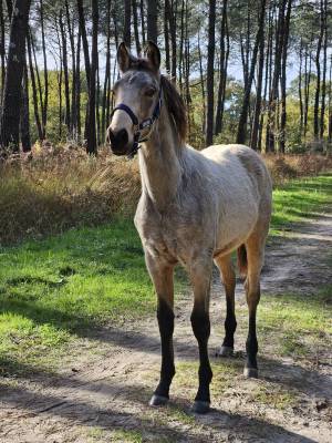 Poneys français de selle 