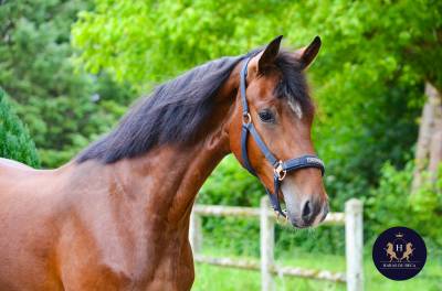 Très bon jeune cheval de dressage