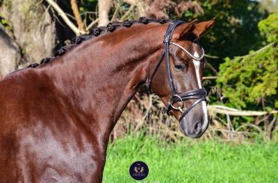 Superbe hongre de 5 ans dressage haut potentiel