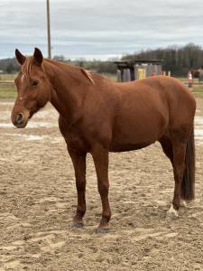 Ponette pfs par sandro boy (old) x hipipip (welsh) 