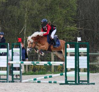 Haflinger 8 ans