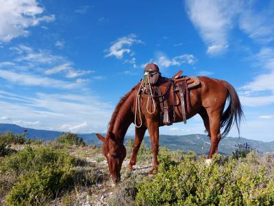 Quarterhorse hongre loisir