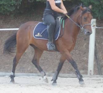 Poney avec beaucoup de potentiel