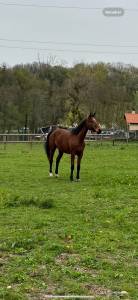 A vendre jument 7 ans stakkato x kannan 