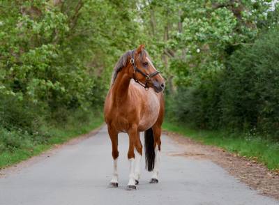 Poney de sport dressage/obstacle