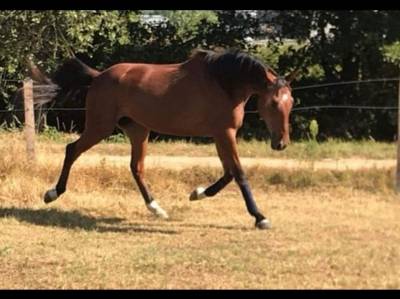 Cheval polyvalent à vendre