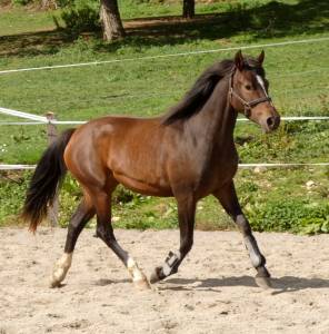 Jument poney français de selle 5 ans