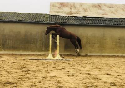 Karisma d’oz, jument de 5 ans 