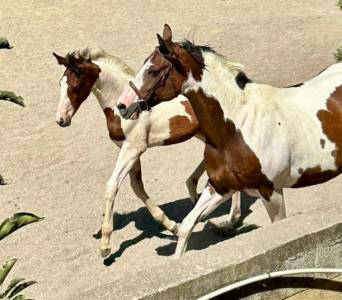 Pouliche pie homozygote 