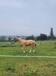 Poney palomino connemara x pfs