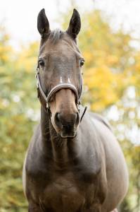 Cheval 14 ans 