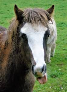 Pouliche welsh part bred