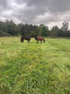 Trotteuses 9 ans débourrées ou  utiliser comme porteuse