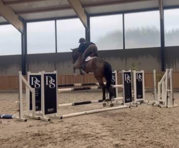 Jument prenant 4 ans conte bellini x quantum