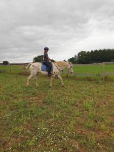 Hongre appaloosa pp