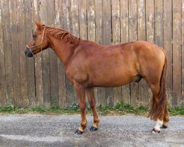 Poney pfs de 7 ans 