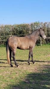 Cavalla lusitano in vendita 2022 grigio ,  coraçao la goudelie