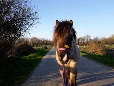 Ponette a grullo 