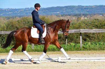 Jument de dressage 