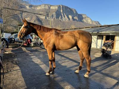 Selle français 7 ans par tinka’s boy