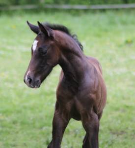 Yearling colestus x jaguar mail x concorde