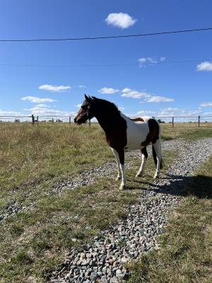 à vendre poney d