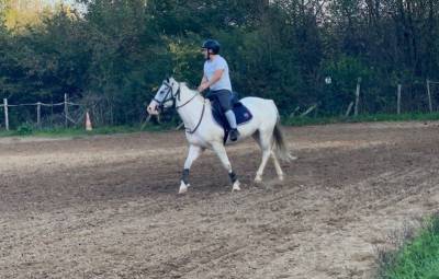 Cheval quarter horse et pfs