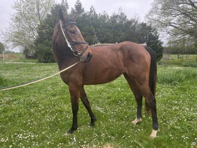 Jument pur sang 4 ans idéal club ou premier cheval