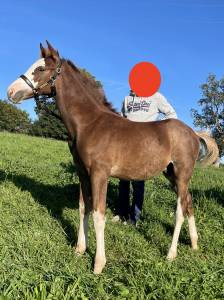 Hongre 2 ans - andiamo semilly x berlin 