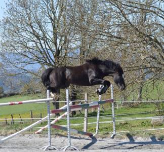 Welsh cob d 9 ans