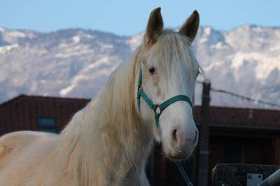 Cheval hongre polyvalent et adorable