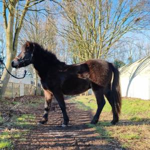 Poney dartmoor part bred 