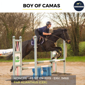 Superbe hongre - boy of camas - 6 ans