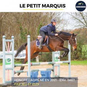 Superbe hongre - le petit marquis - 4 ans 