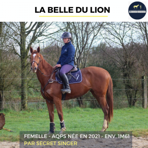 Magnifique jument - la belle du lion - 4 ans 