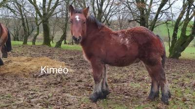 Poulain de trait ardennais