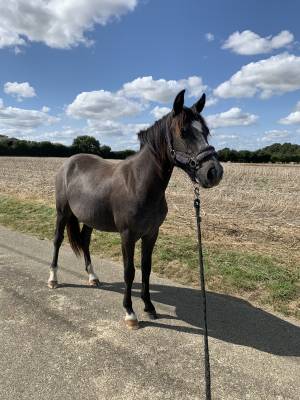 Pouliche new forest 