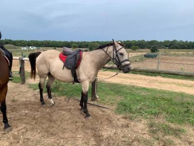 Quater horse a vendre