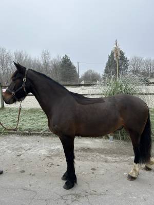 Poney à vendre