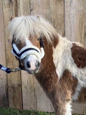 Sylver onc type shetland 