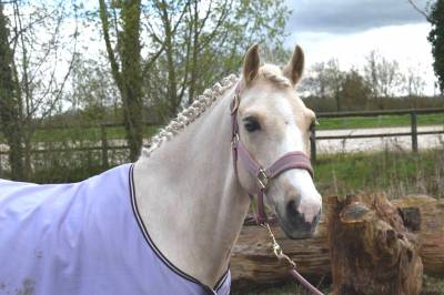 A louer tres rare opportunite, excellent poney de sport