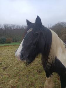 Irish cob