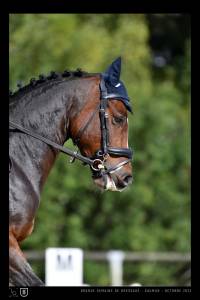 Hongre nf 11 ans as1 dressage/p1 cso