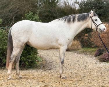 Cheval portugais 9 ans pour promenade