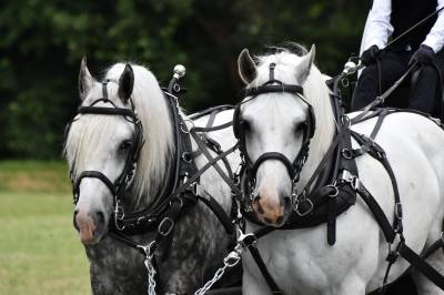 Cheval de trait - hongre boulonnais