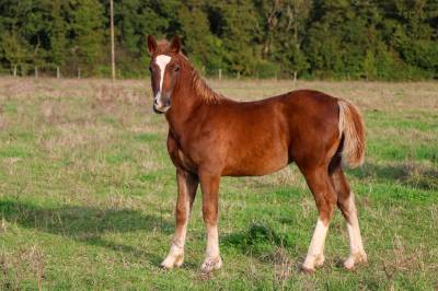 Welsh cob 1an