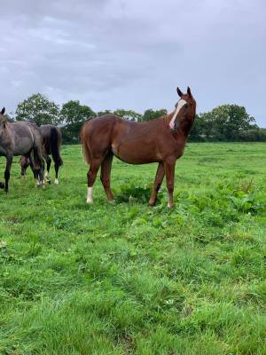 2 ans topinambour x vagabond de la pomme