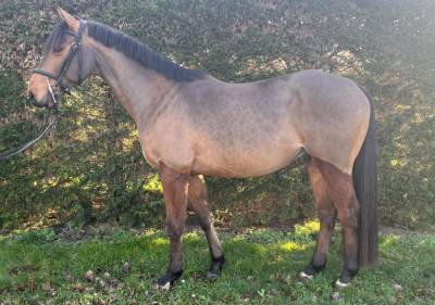 A vendre cheval de 5 ans