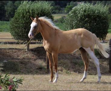 Hes out my bandit  : saillie  magnifique étalon qh palomino splash !! 